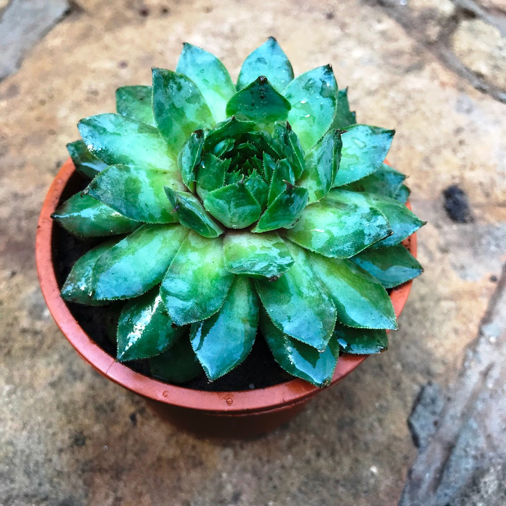  Sempervivum Tectorum Common Houseleek Succulent Plant