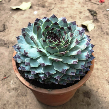  Sempervivum Calcareum Houseleek Succulent Plant