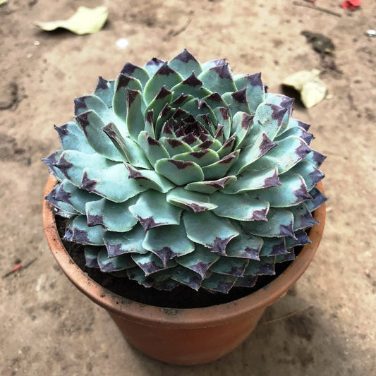  Sempervivum Calcareum Houseleek Succulent Plant