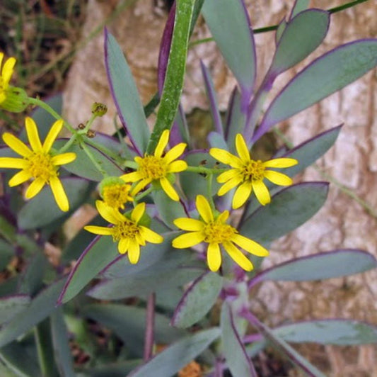  Senecio Crassissimus Succulent Plant