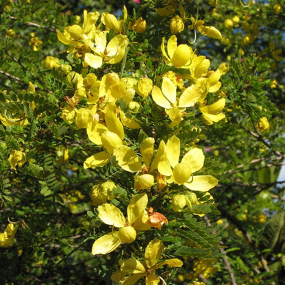  Senna Polyphylla Plant