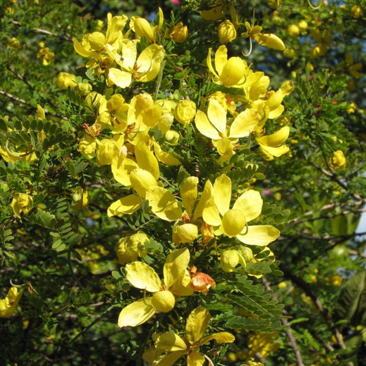  Senna Polyphylla Plant