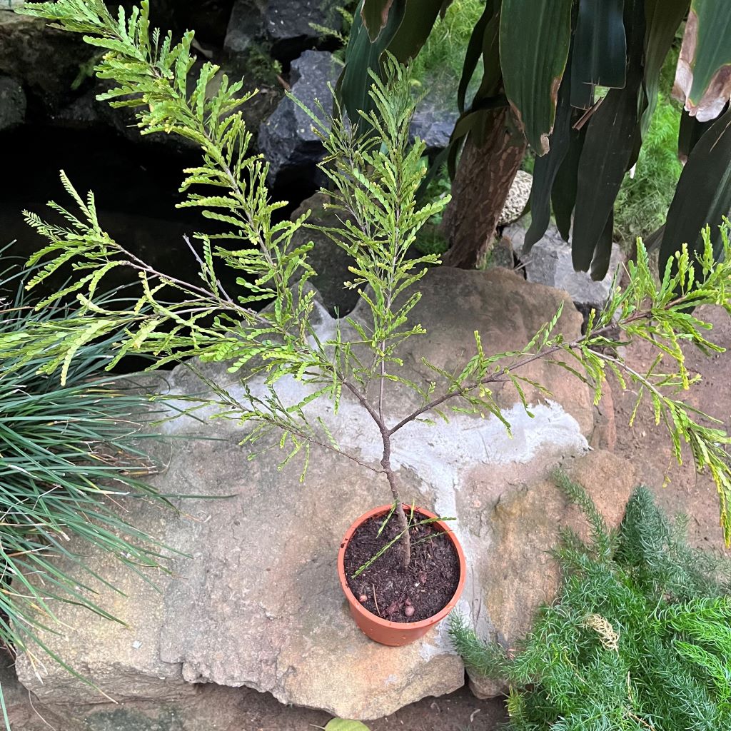  Senna Polyphylla Plant