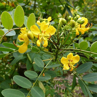  Senna Siamea Kasood Plant