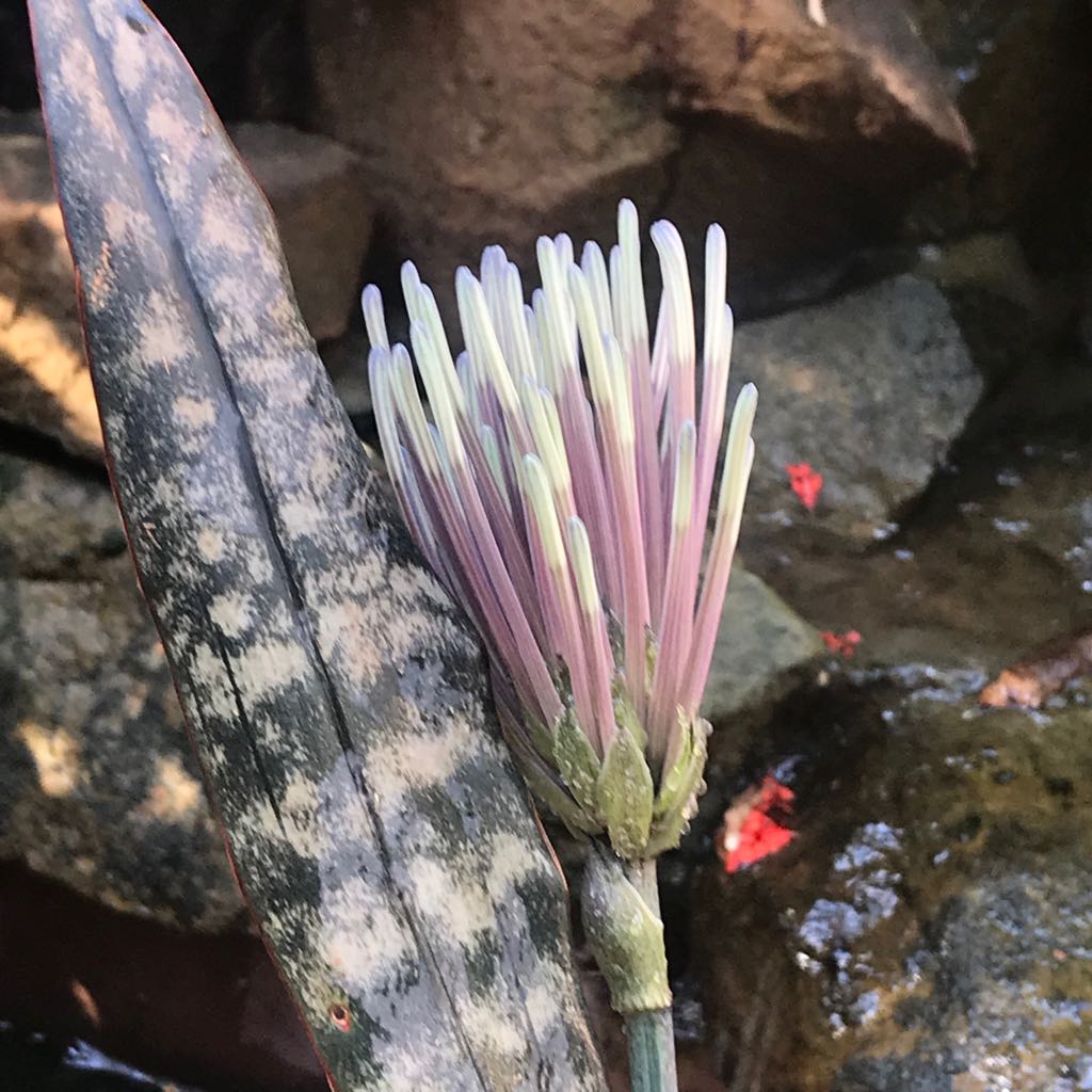  Sansevieria Kirkii Coppertone Plant