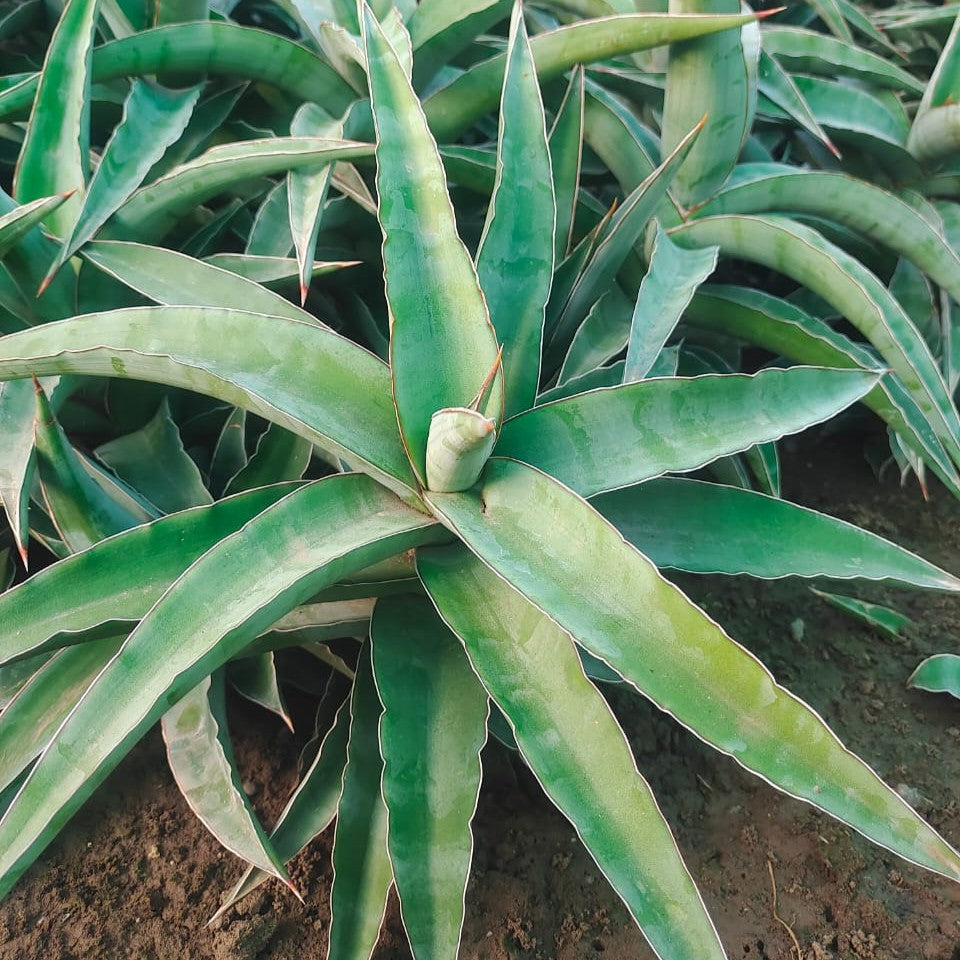  Sensevieria Kismayo Plant