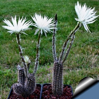  Setiechinopsis Mirabilis Flower Of Prayer Cactus Plant