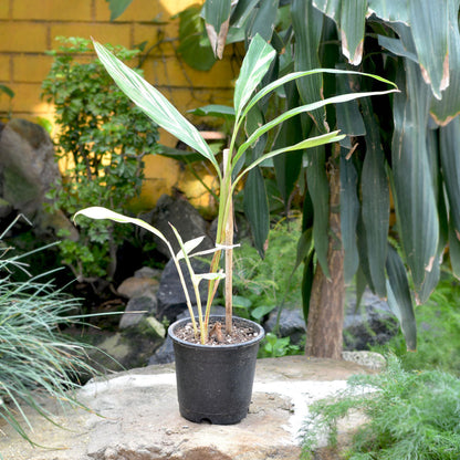  Shell Ginger Variegated Plant