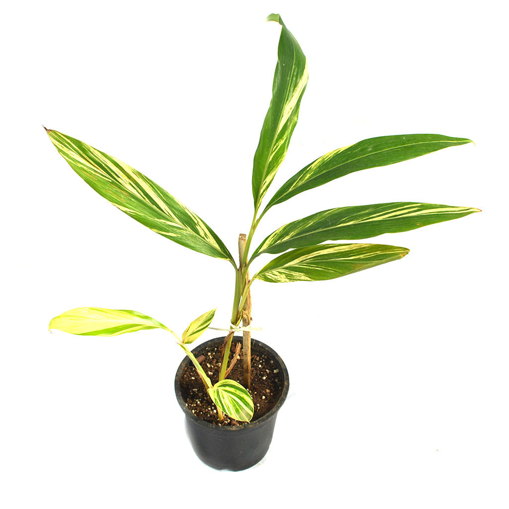  Shell Ginger Variegated Plant