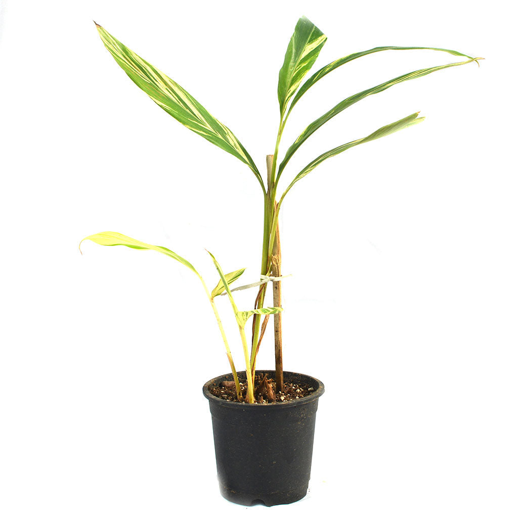  Shell Ginger Variegated Plant
