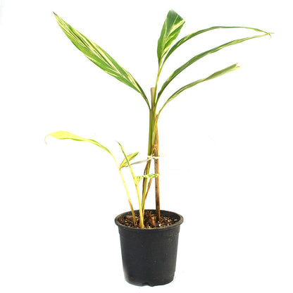  Shell Ginger Variegated Plant