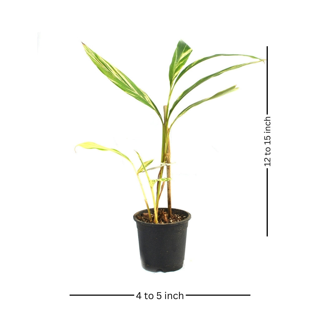  Shell Ginger Variegated Plant