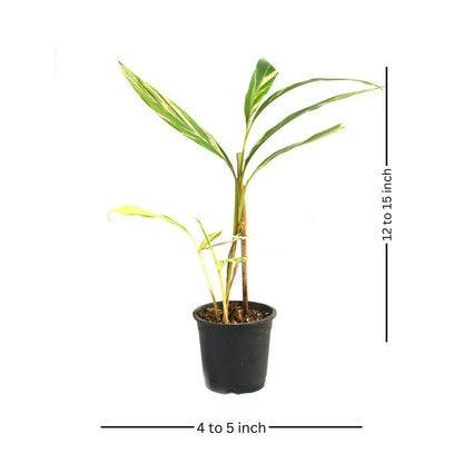  Shell Ginger Variegated Plant