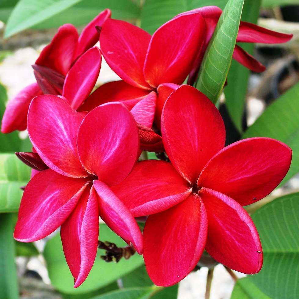  Plumeria Siam Red Champa Plant