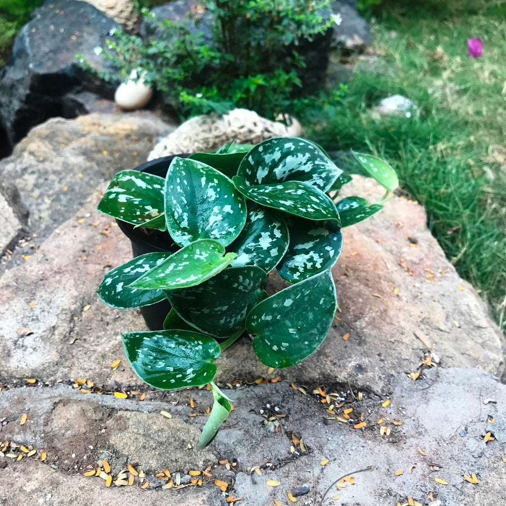  Pothos Silk Plant