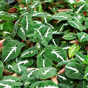  Syngonium Silver Goosefoot Plant