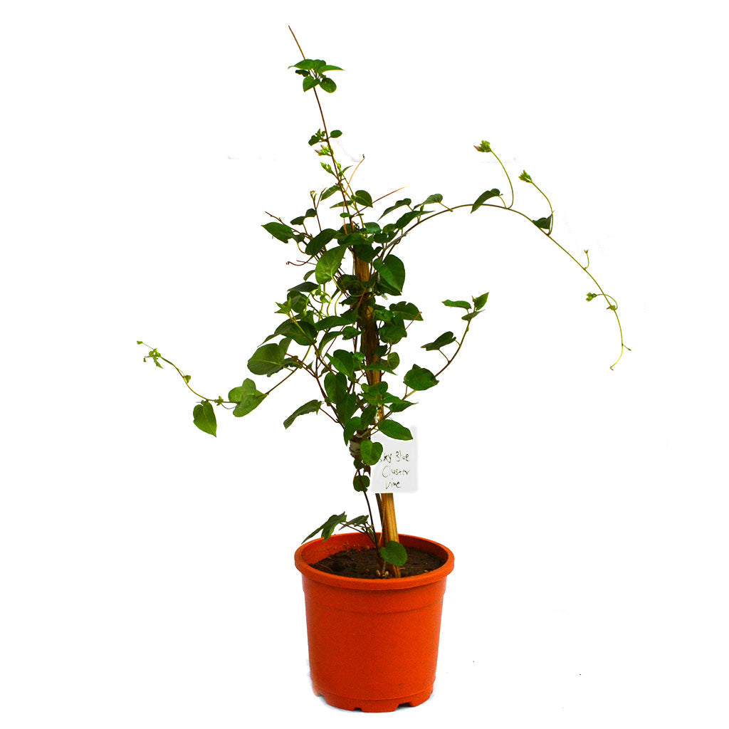  Sky Blue Cluster Vine Plant
