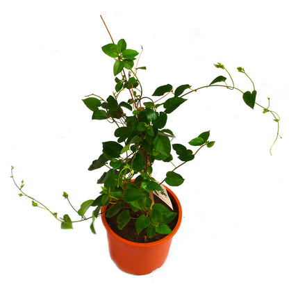  Sky Blue Cluster Vine Plant