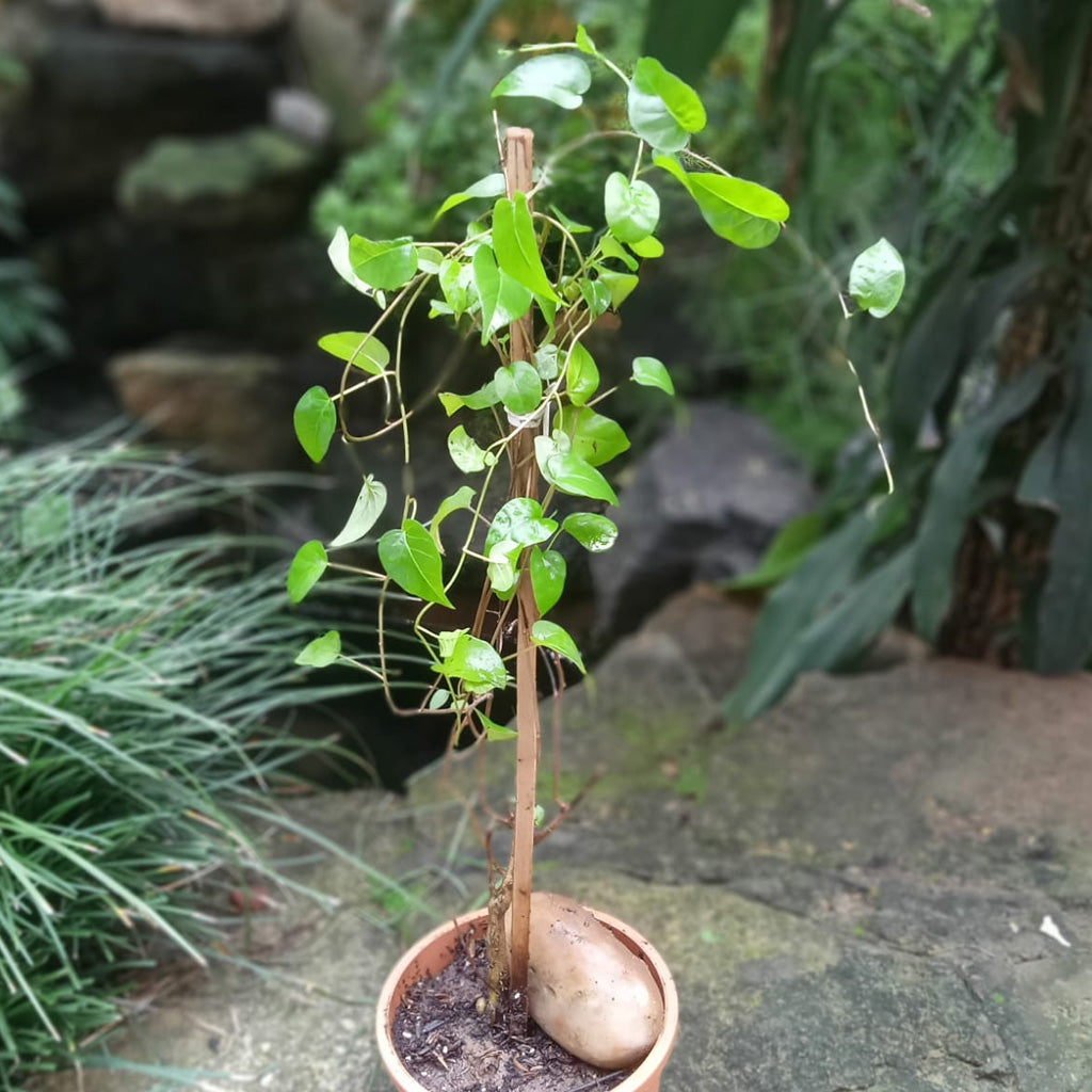  Sky Blue Cluster Vine Plant