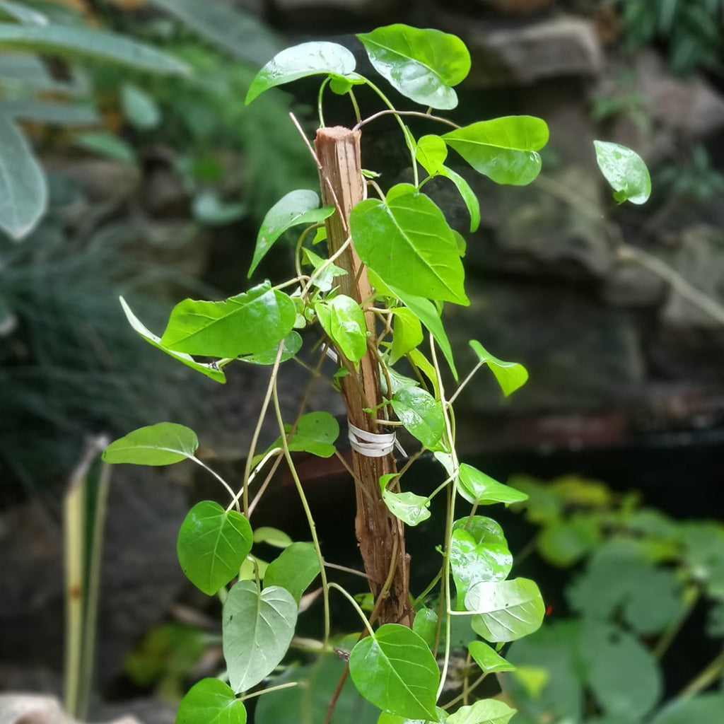  Sky Blue Cluster Vine Plant