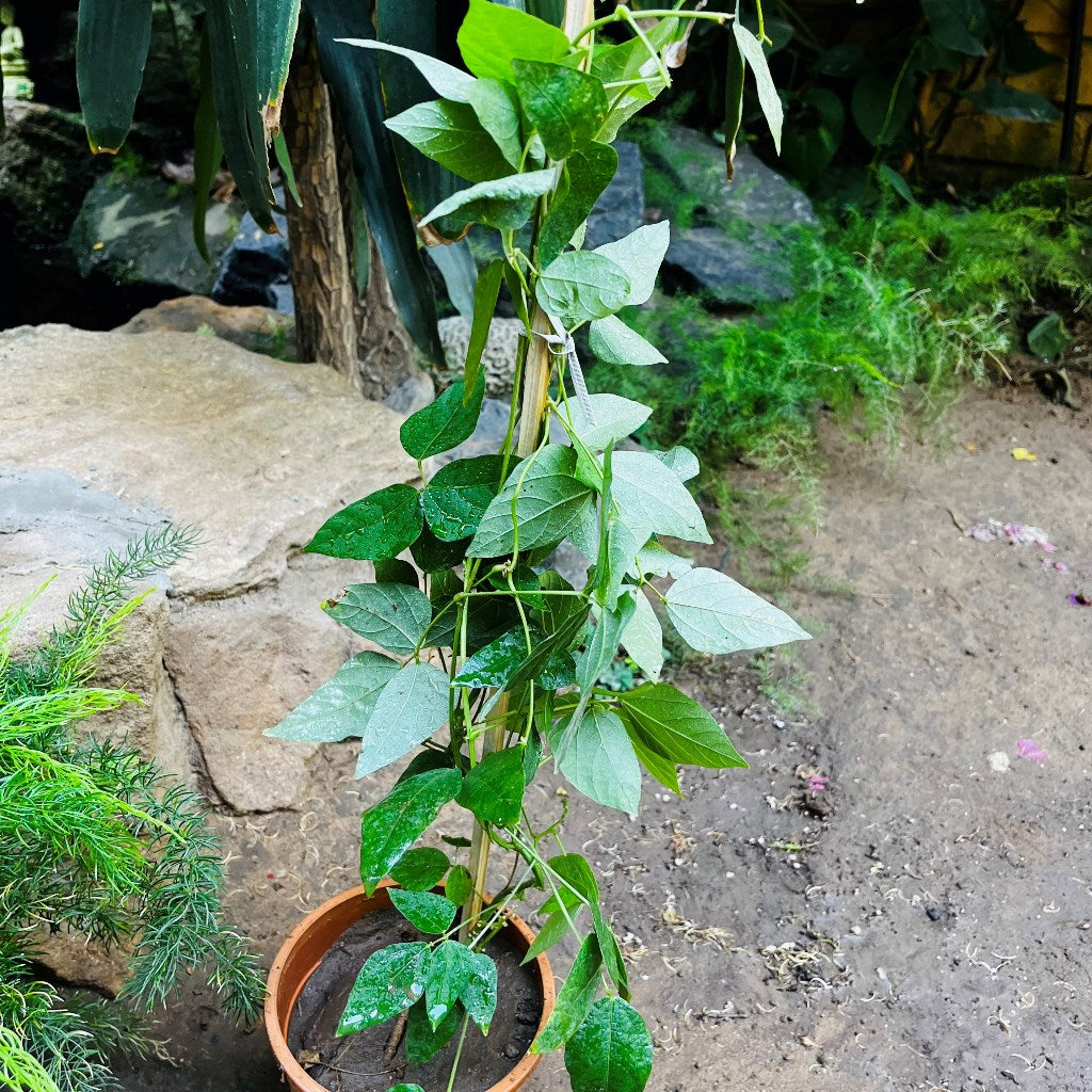  Sky Blue Cluster Vine Plant