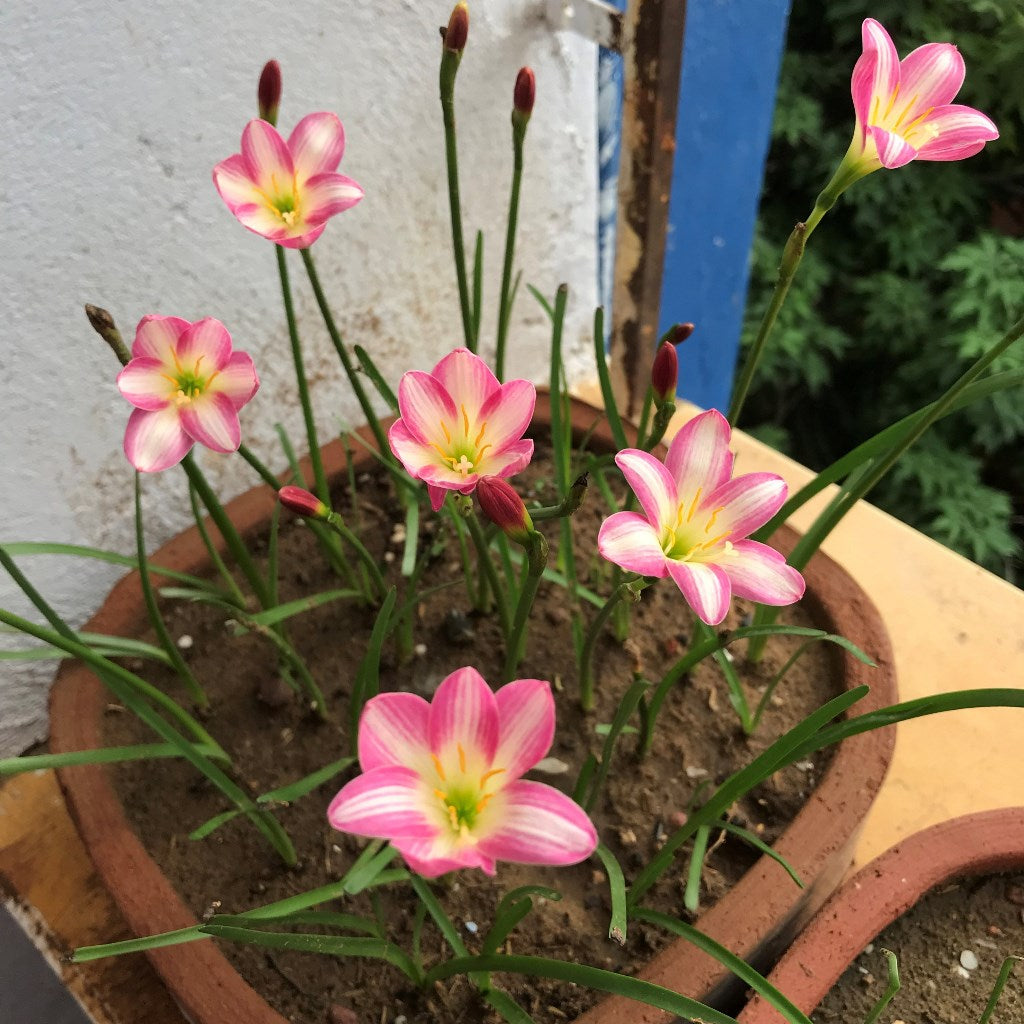  Rain Lily 'Small Hybrid' (Bulbs)