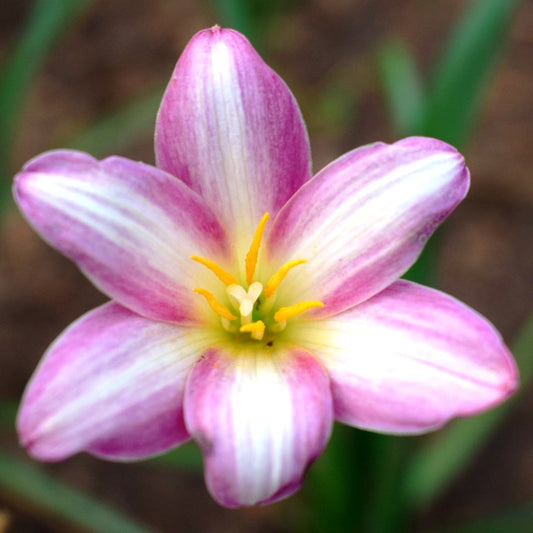  Rain Lily 'Small Hybrid' (Bulbs)