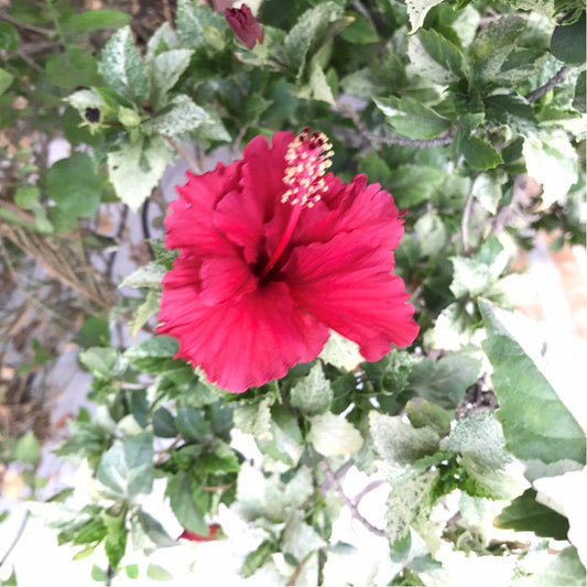  Hibiscus Variegated Snow Queen Plant