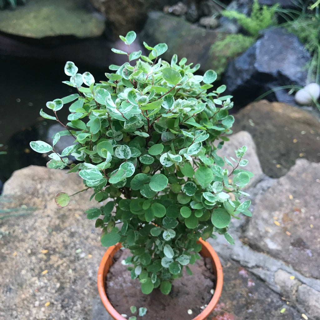  Dwarf Snowbush Plant
