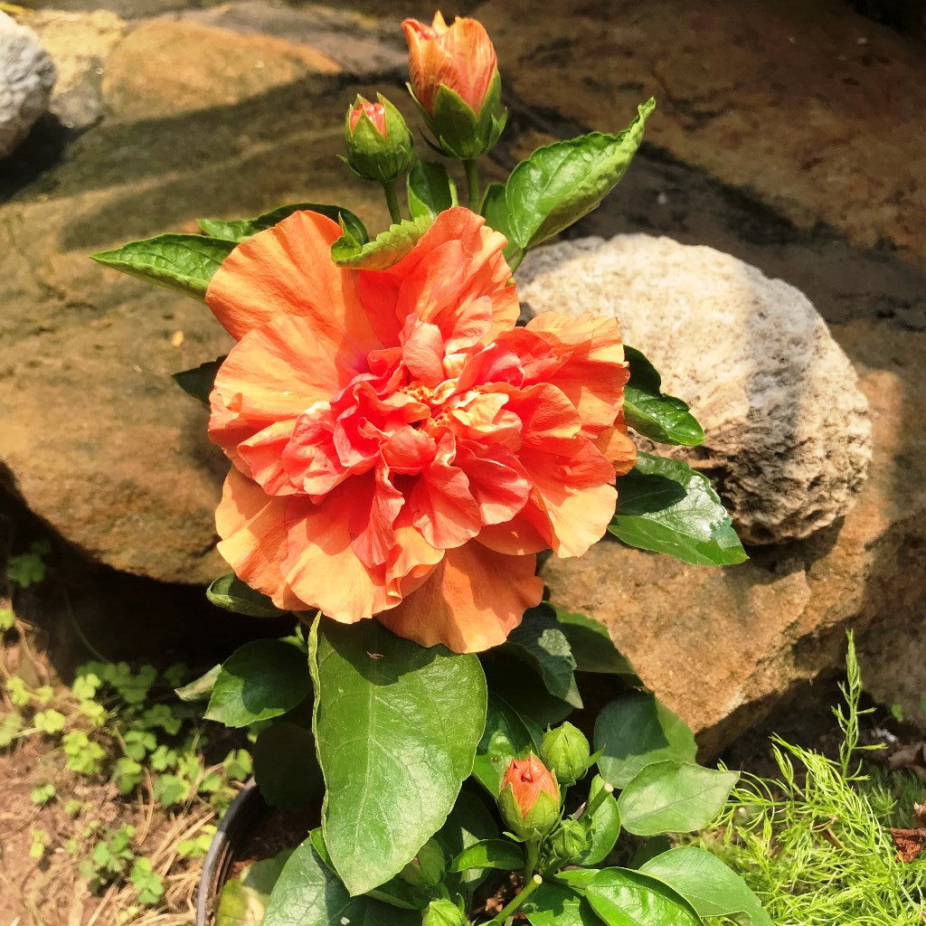  Hibiscus Spanish Dancer Plant