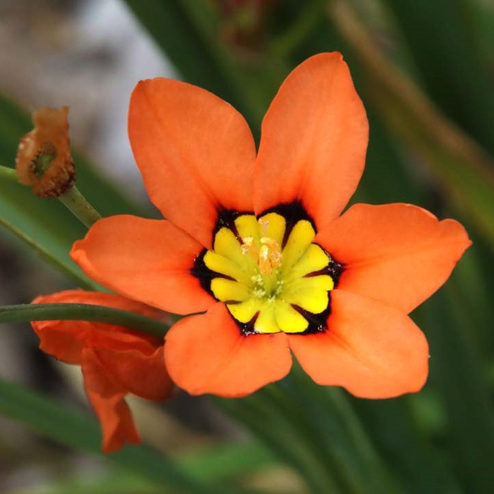  Sparaxis Tricolor (Bulbs)