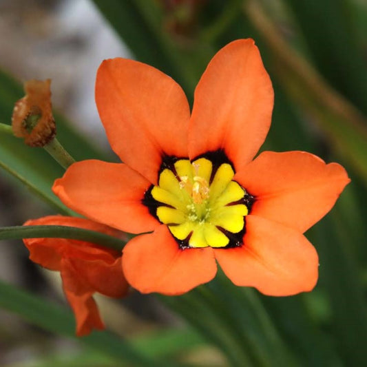  Sparaxis Tricolor (Bulbs)
