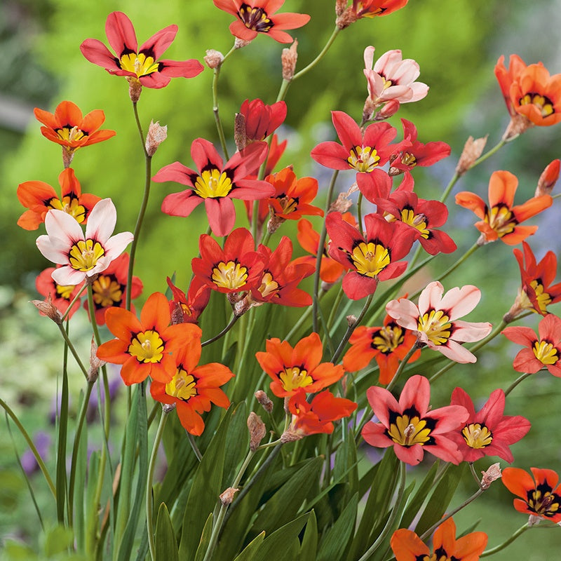  Sparaxis Tricolor (Bulbs)