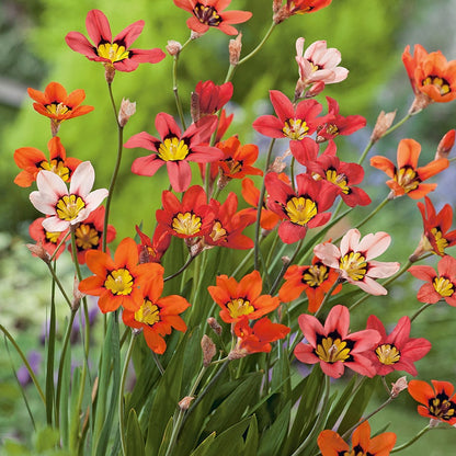  Sparaxis Tricolor (Bulbs)