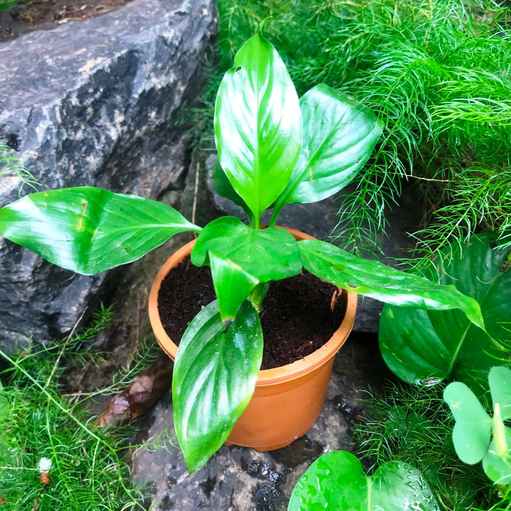  Peace Lily Petite Plant