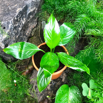  Peace Lily Petite Plant