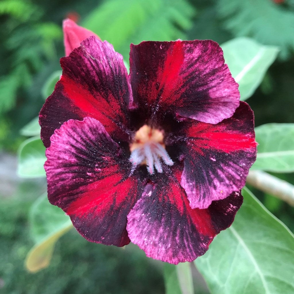  Speckled Crimson Adenium Plant