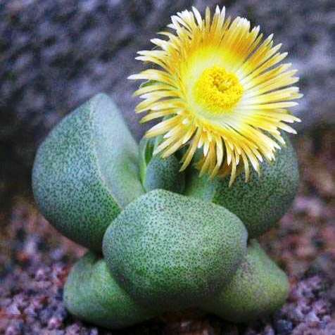  Pleiospilos Nelii Schwantes Split Rock Succulent Plant