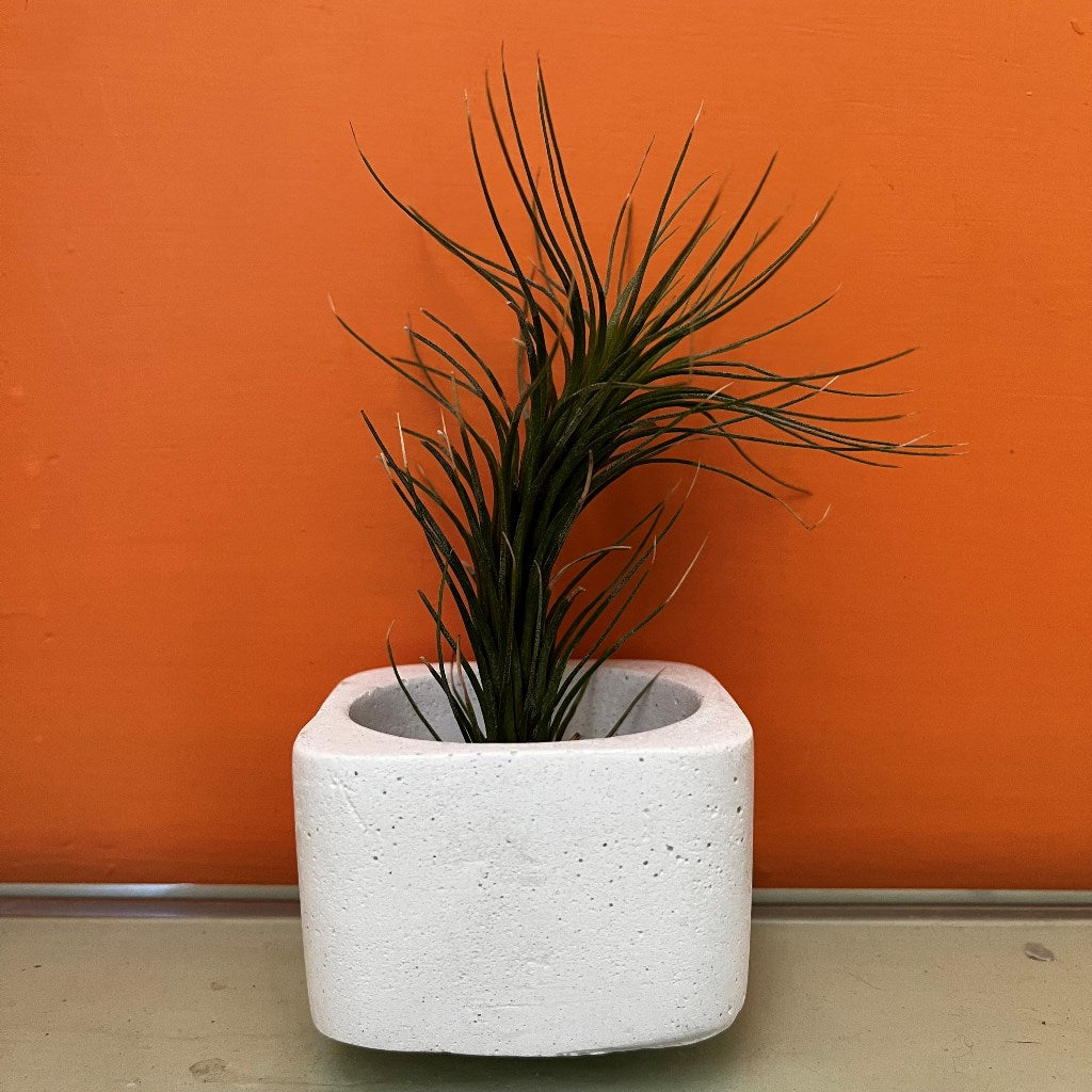  Airplant Square Planter