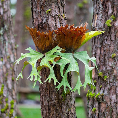  Platycerium Superbum Staghorn Fern Fern Plant