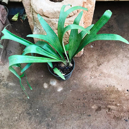  Platycerium Superbum Staghorn Fern Fern Plant