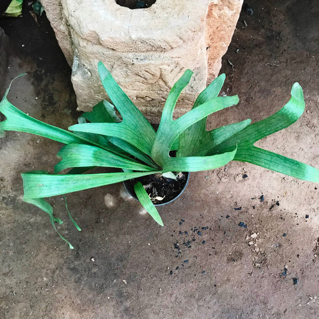  Platycerium Superbum Staghorn Fern Fern Plant