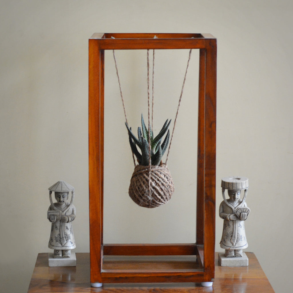  Kokedama Moss Ball Variegated Aloe Vera Plant