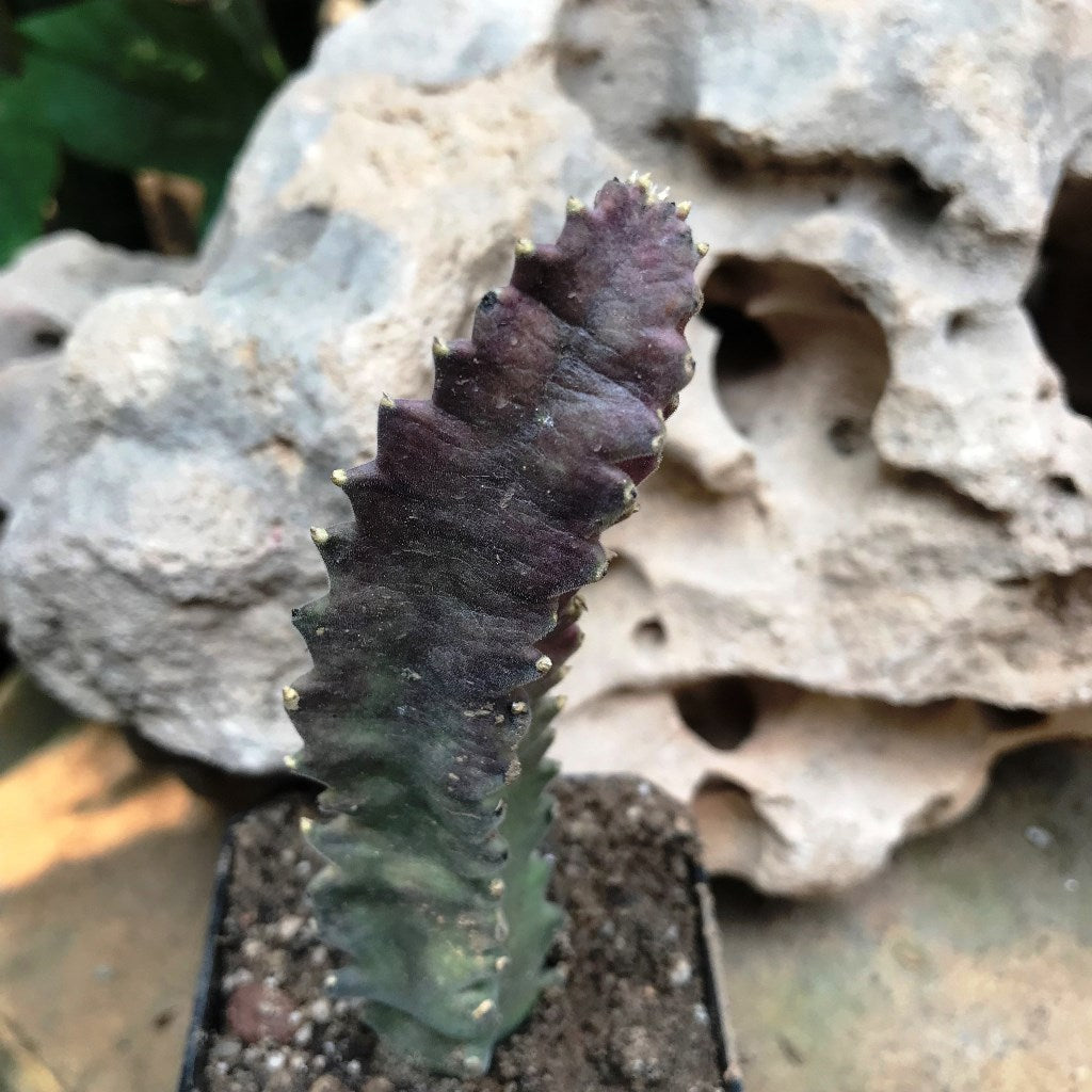 Stapelia Clavicorona Succulent Plant