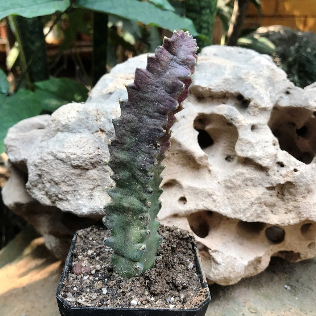  Stapelia Clavicorona Succulent Plant