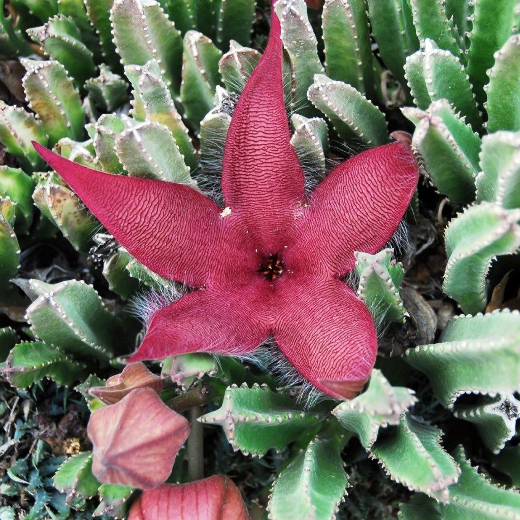  Stapelia Grandiflora Succulent Plant