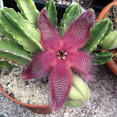  Stapelia Grandiflora Succulent Plant
