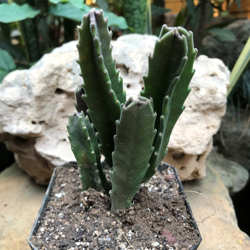  Stapelia Grandiflora Succulent Plant