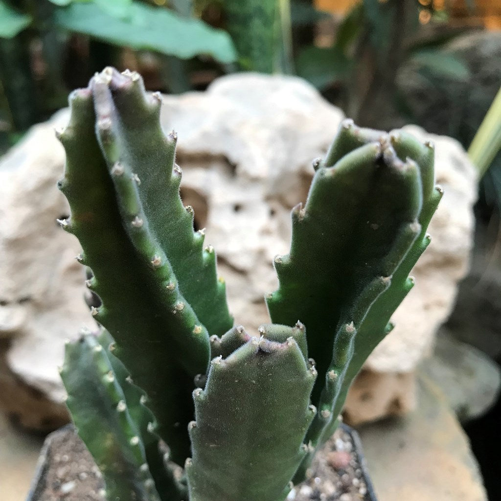  Stapelia Grandiflora Succulent Plant