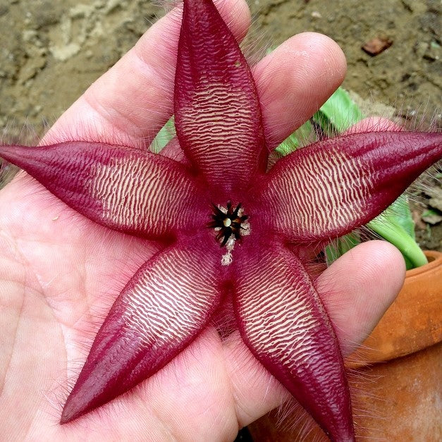  Stapelia Hirsuta Succulent Plant
